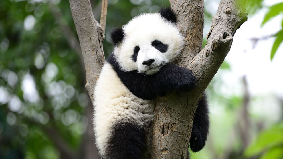 panda